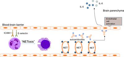 Insights into the role of neutrophils in neuropsychiatric systemic lupus erythematosus: Current understanding and future directions